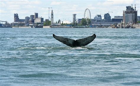 सैकड़ों किमी की दूरी तय कर शिकार का पीछा करती शहर की नदी में आ गई ...
