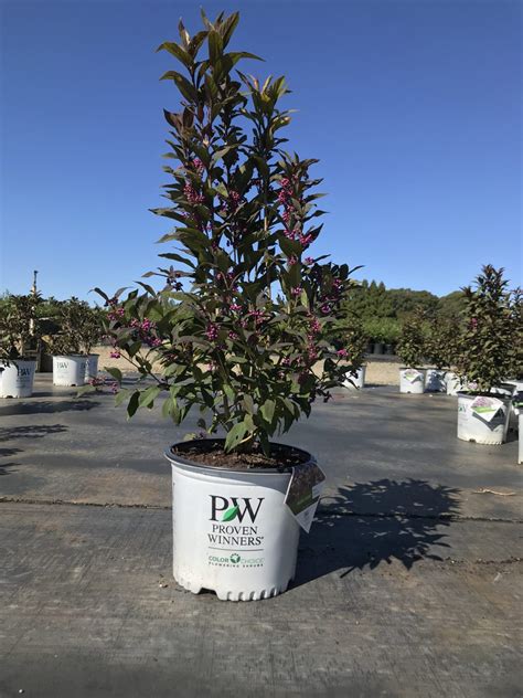 Pearl Glam® Beautyberry 3g Callicarpa x 'NCCX2' PP28312 – Richardson Roots