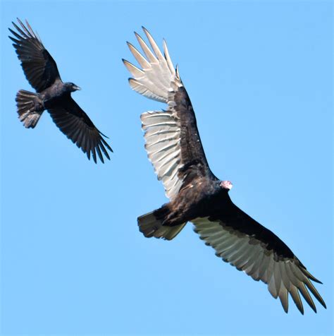 Virginia Vultures Vs Buzzards