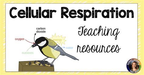 Free Science Lessons Respiration 的图像结果
