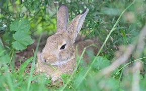 Image result for Wild Rabbit Sleeping