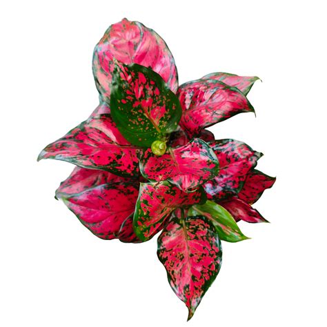 Aglaonema Red Live Plant – veliyathgardens