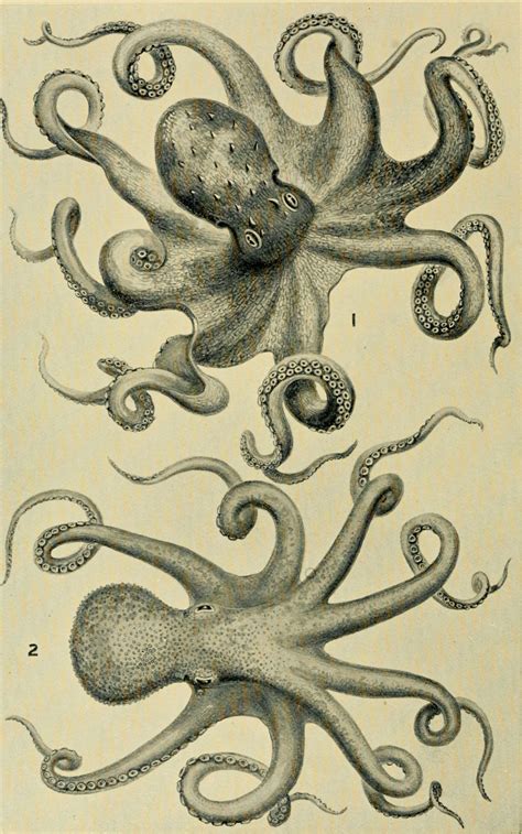 Octopus Shell 的图像结果