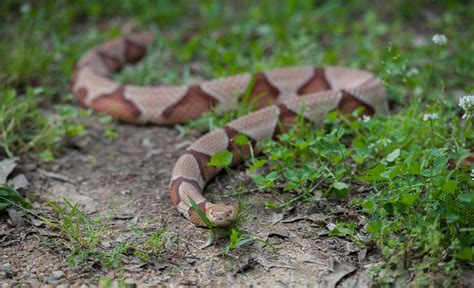 What You Need To Know About Copperhead Snakes In Indiana Copperhead