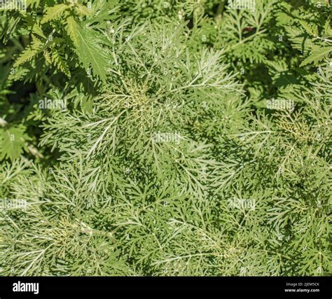 Closeup of fresh growing sweet wormwood (Artemisia Annua, sweet annie ...