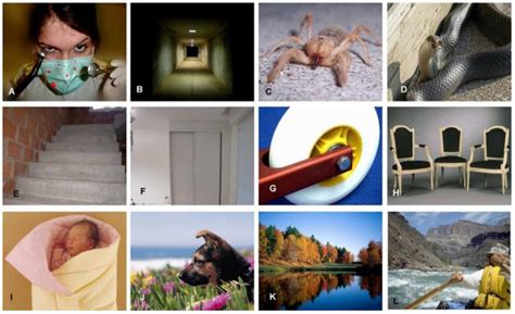 Effects of Imagery as Visual Stimuli on the Physiological and Emotional ...