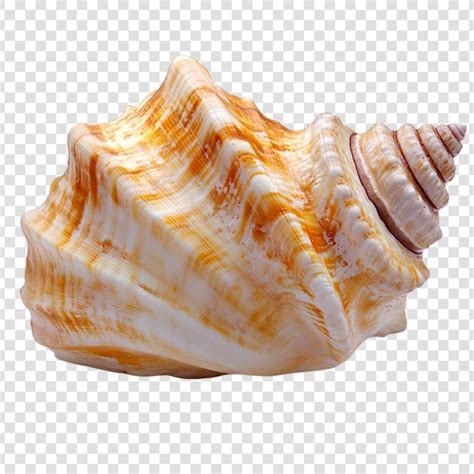 Море Ракушки Изображения – скачать бесплатно на Freepik