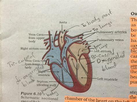 Give a diagram of circulatory system. - Brainly.in