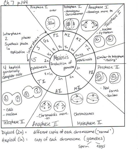 Cell Cycle Worksheet Answers 的图像结果
