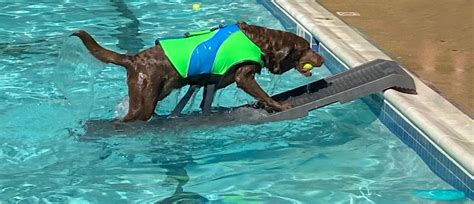 Image result for Pool Steps for Dogs