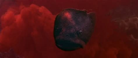 Jaws 3 Exploding Shark 的图像结果