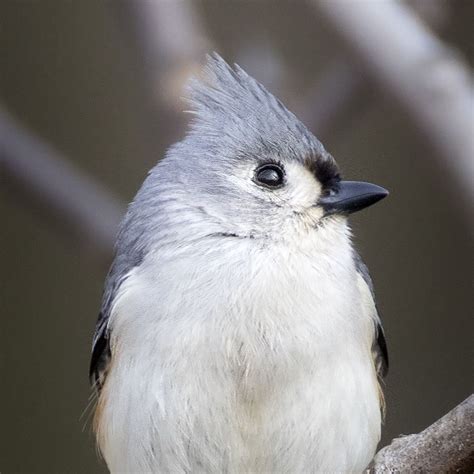 Download wallpaper 1280x1280 tufted titmouse, bird, branch, wildlife ...
