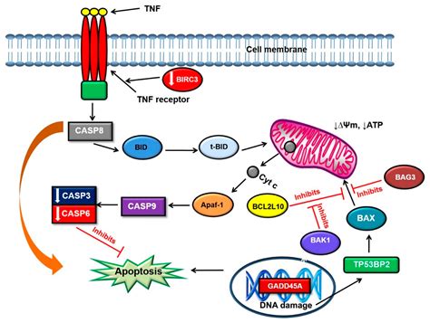 Modes of Cell Death Induced by Photodynamic Therapy Using Zinc ...