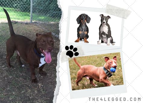 Dachshund Pitbull Mix - More Than Just A Hybrid Dog