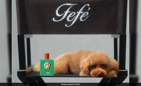 इस लग्जरी ब्रांड ने कुत्तों के लिए बनाया स्पेशल परफ्यूम, बोतल पर बना है ...