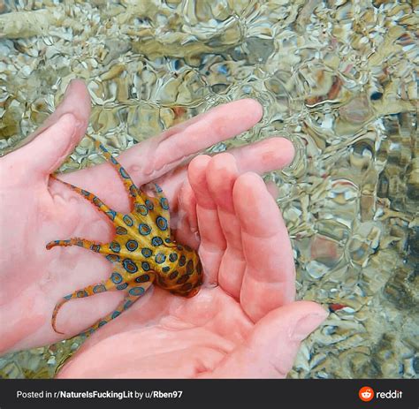 Image result for Blue-Ringed Octopus Attack
