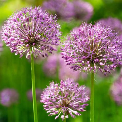 5 Best Raspberry Companion Plants: What to Plant & Not Plant