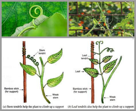 The other types of tropism — lesson. Science CBSE, Class 10.