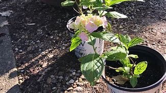 Image result for Nikko Blue Hydrangea 3 Container