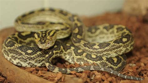 11 Snake Species Native To Japan - Snake Radar