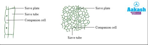 Plant Tissues: Types, Structure and Function, Practice Problems and ...
