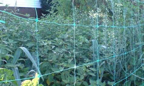 How to Make a Trellis Using Netting 的图像结果