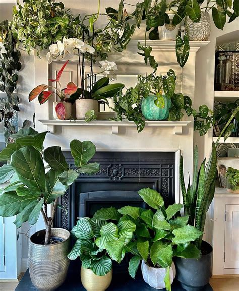 Indoor Plant Arrangements Pots For Indoor Plants: Guide To Choosing