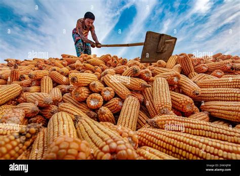 Image result for Maize Processing