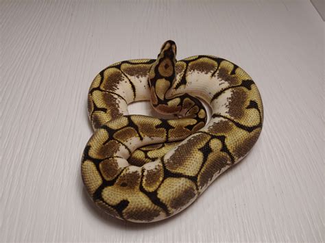 Calico Spider Ball Python by SaS Reptiles - MorphMarket