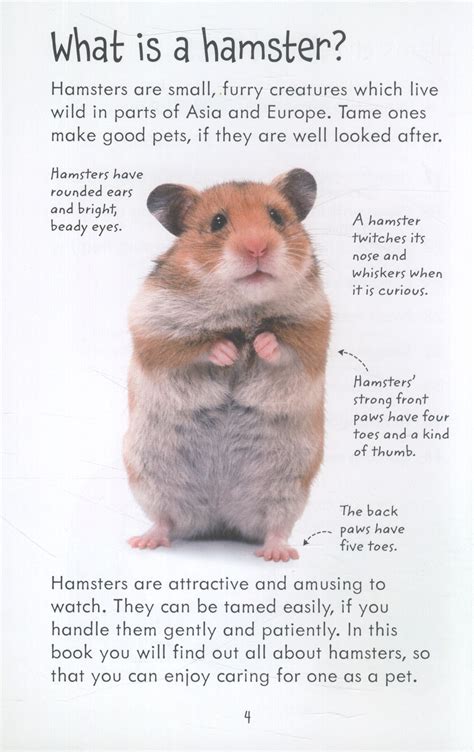 How To Look After Hamsters: A Complete Beginner’s Guide