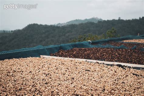 Natural Dry Coffee Processing Method PDF 的图像结果