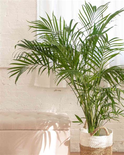 9 Types of Palm Plants to Grow Indoors