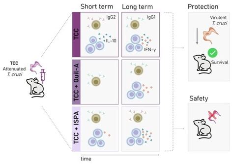 Induction of Sustained Immunity Following Vaccination with Live ...