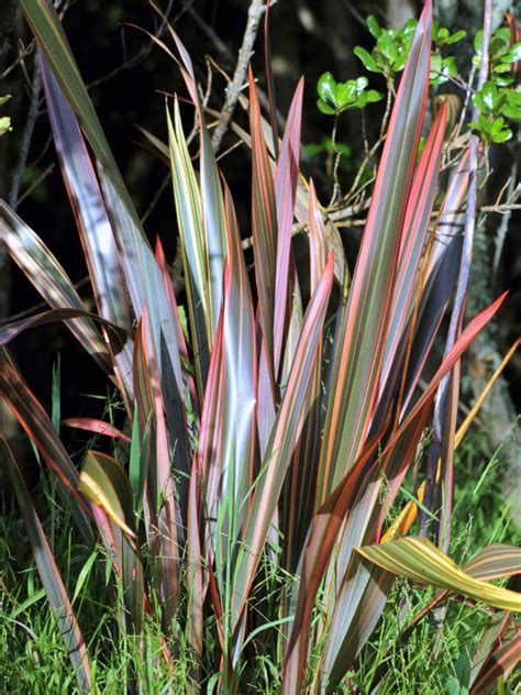 New Zealand Flax Plant Sizes Phormium 'Firebird' New Zealand Flax
