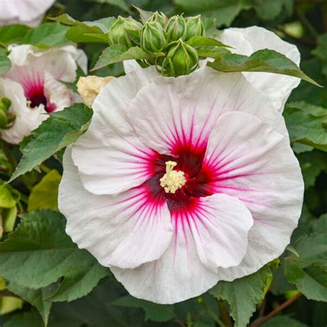 Hibiscus 'angel Eyes’ Huge 9”+ Bright White Flowers With Dark Red Eye ...