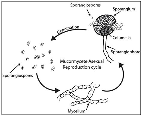 On the Use of Spores of Coprophilous Fungi Preserved in Sediments to ...