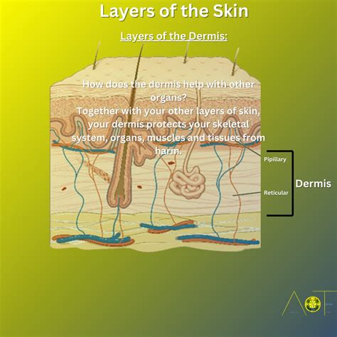 Reticular Layer Reticular Dermis Wikidata