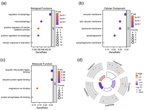 Identification of Autophagy-Related Biomarkers and Diagnostic Model in ...