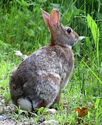 Image result for April Rabbits