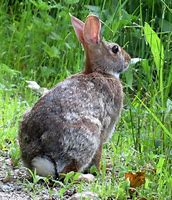 Image result for Baby Cottontail Bunnies