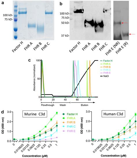 Factor H related proteins modulate complement activation on kidney ...