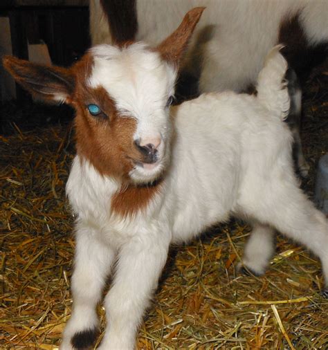 Miniature farm animals pygmy goats micro pigs and more – Artofit