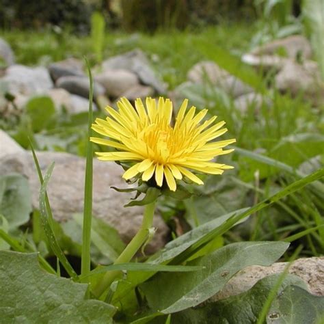 Are Dandelion Weeds Poisonous To Dogs