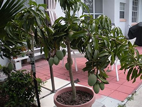 ROYAL LAND Rare Dwarf Mango Plant Kottukonam Tasty Variety grafted 1 ...