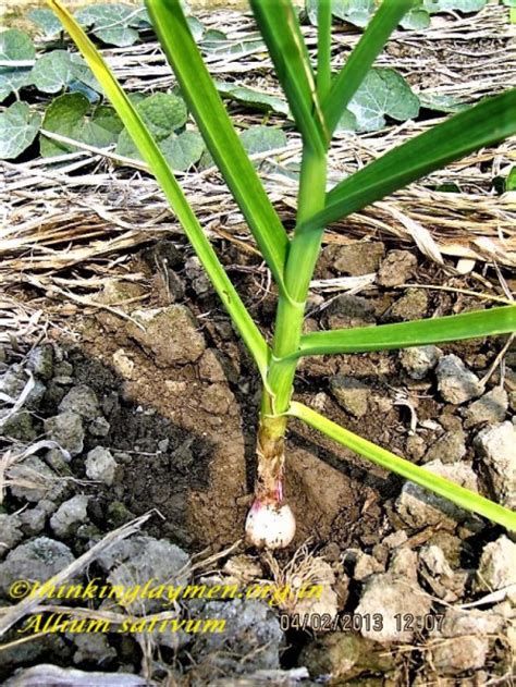 Medicinal Plant Details