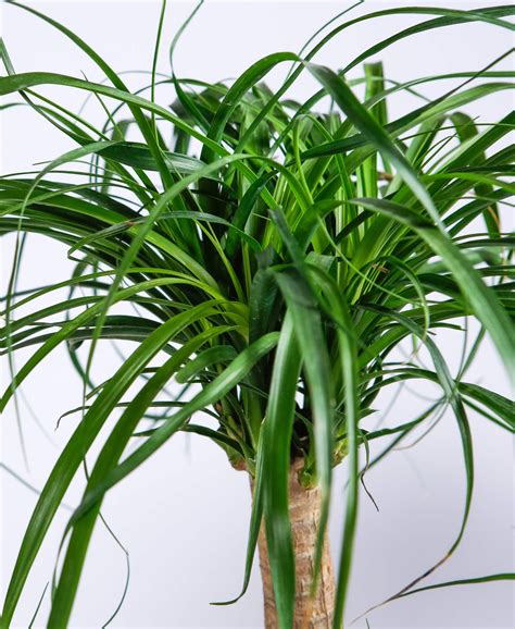 Ponytail Palm 101: How to Care for Ponytail Palms