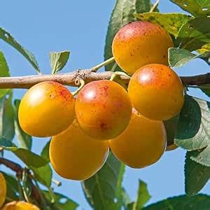 MANISHA'S DAFFODILS RARE YELLOW Plum Aloo Bukhara plant Prunus ...