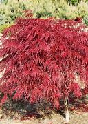 Image result for Crimson Japanese Maple Tree