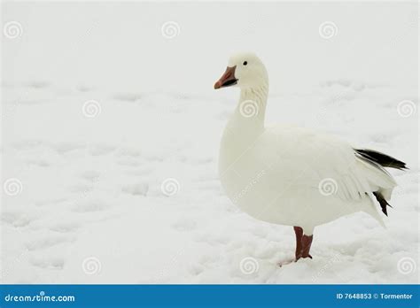 A Snow Goose (Chen Caerulescens) Stock Image - Image of snow, chen: 7648853