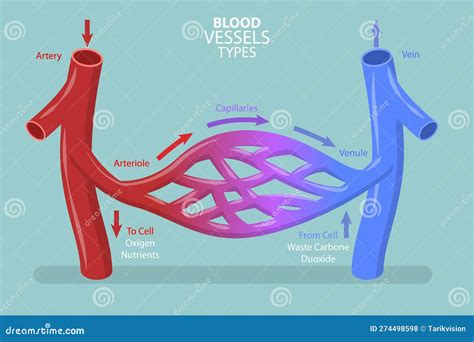 Capillary Types With Continuous, Fenestrated And Sinusoidal Outline ...
